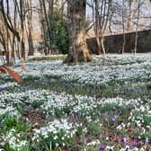 The garden at Lawton House will be open between Thursday and Sunday.