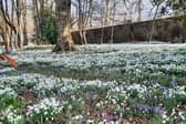 The garden at Lawton House will be open between Thursday and Sunday.