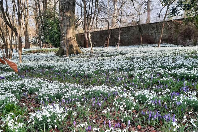 The garden at Lawton House will be open between Thursday and Sunday.