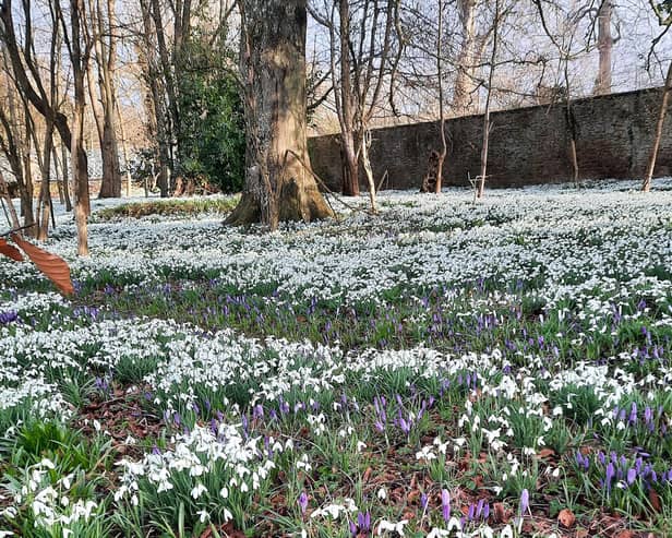 The garden at Lawton House will be open between Thursday and Sunday.