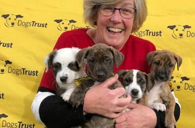 Could you foster a dog?
