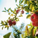 Kirriemuir Apple Day will be held this Saturday.