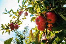 Kirriemuir Apple Day will be held this Saturday.