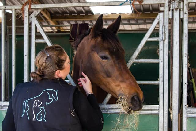 A horse being cared for - Animal News Agency