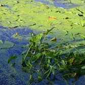 Blue-green algae is hazardous to humans and animals.