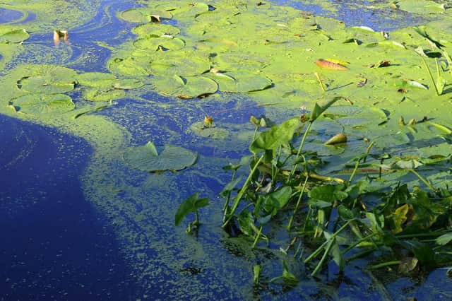 Blue-green algae is hazardous to humans and animals.