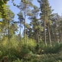 ​Dronley Community Woodland was awarded £4700.