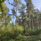 ​Dronley Community Woodland was awarded £4700.