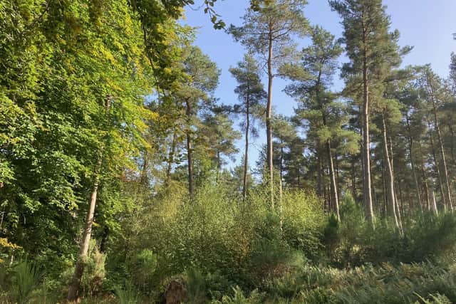 ​Dronley Community Woodland was awarded £4700.