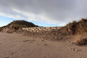 Engineered sandbags have been placed at some of the dunes’ most vulnerable areas.