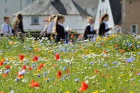 ​Community groups across Scotland are running projects to help pollinators to thrive.