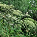 ​Giant hogweed can be spotted easily because of its size – up to 5m tall.
