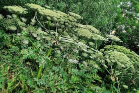 ​Giant hogweed can be spotted easily because of its size – up to 5m tall.