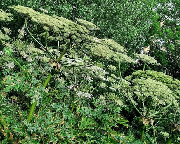 ​Giant hogweed can be spotted easily because of its size – up to 5m tall.