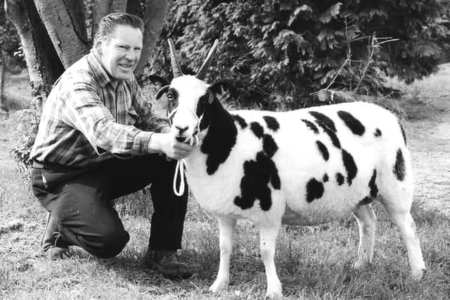 Pictured at Heughhead Farm, Friockheim in June, 1999 was Willie Crowe with the Jacob sheep which won its class at that year's Angus Show, held at Brechin Castle.