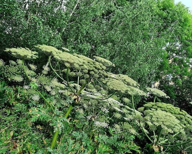 Giant hogweed
