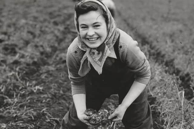 Mary Ferrier, an S3 pupil at Grove Academy, year unknown, harvesting potatoes at West Adamson Farm, Muirhead.