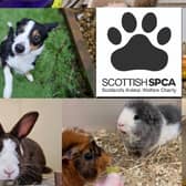 ​Anyone with concerns about the welfare of an animal should contact the Scottish SPCA’s animal helpline on 03000 999 999.
