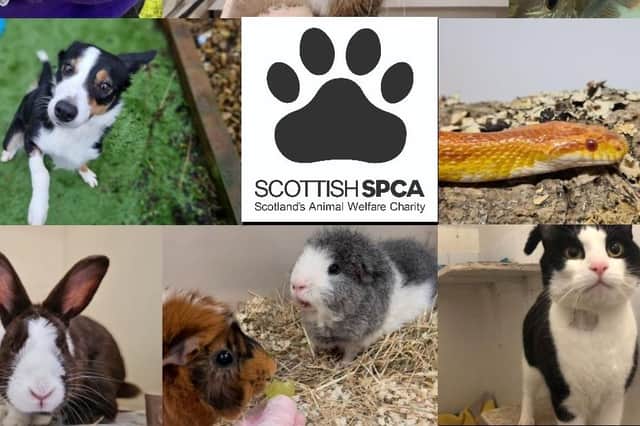 ​Anyone with concerns about the welfare of an animal should contact the Scottish SPCA’s animal helpline on 03000 999 999.