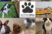 ​Anyone with concerns about the welfare of an animal should contact the Scottish SPCA’s animal helpline on 03000 999 999.