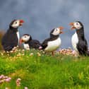A new survey has revealed 48 per cent of people in Scotland are unsure where to spot different animals.