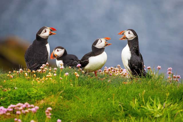 A new survey has revealed 48 per cent of people in Scotland are unsure where to spot different animals.