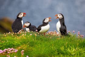 A new survey has revealed 48 per cent of people in Scotland are unsure where to spot different animals.