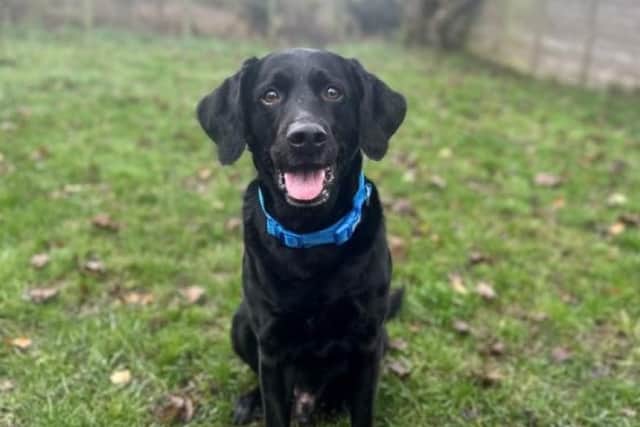 Teddy is a lively Labrador cross with a lot of energy to expend on exercising his new owner.