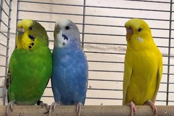 Can you give a home to this magical trio?