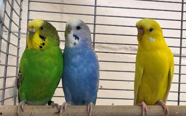 Can you give a home to this magical trio?