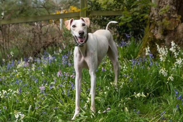 ​Bryce is a friendly lurcher who would be best suited to an active family.