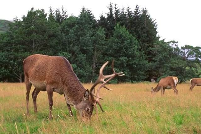 Motorists are being warned to beware of deer on the area's roads, particularly at morning and evening peak times.