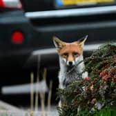 Foxes are also one of the mammals PTES is asking volunteers to look out for this spring.