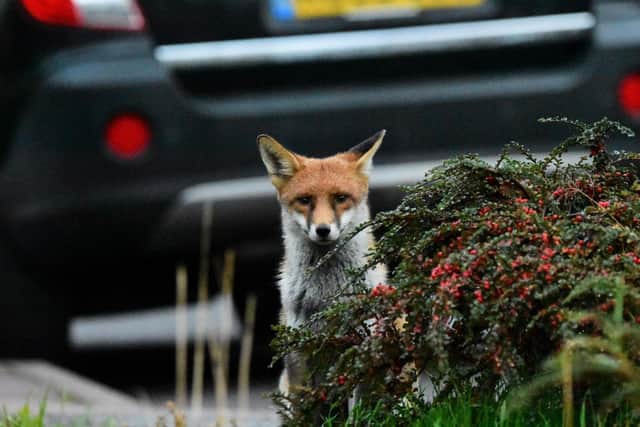 Foxes are also one of the mammals PTES is asking volunteers to look out for this spring.