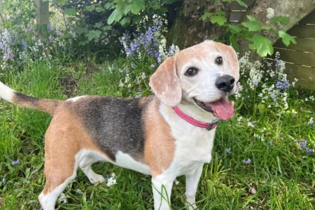 ​Lily the Beagle may be 11-years-old, but she still very much enjoys her walks and playtime.
