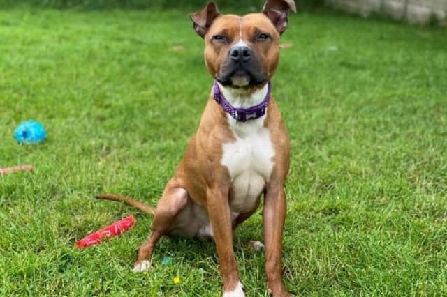 Duke was in the care of the Angus centre for 300 days before a new home was found for him.