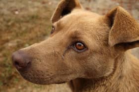 Dogs Trust has received more than 50,000 requests this year from desperate owners asking the charity to take in their dogs.