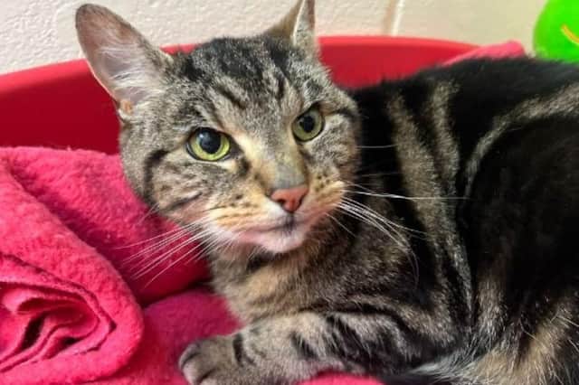 Gizmo is seeking a quiet, calm and adult-only home where she can enjoy undivided attention.