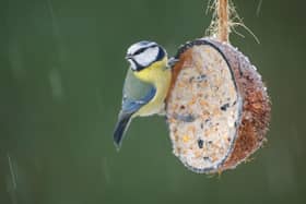 Birds benefit hugely from garden feeders in the winter