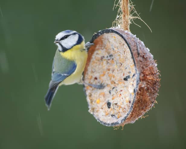 Birds benefit hugely from garden feeders in the winter
