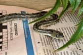 ​Pea is a young corn snake seeking an experience owner with knowledge of its species.