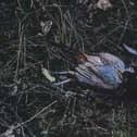 ​One of the pheasant carcasses left on land at The Guynd estate near Arbroath.