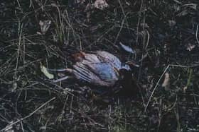 ​One of the pheasant carcasses left on land at The Guynd estate near Arbroath.