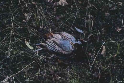 One of the pheasant carcasses left on land at The Guynd estate near Arbroath.