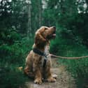 The charity has seen a 24% increase in people getting in touch about giving up their pets.