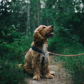 The charity has seen a 24% increase in people getting in touch about giving up their pets.