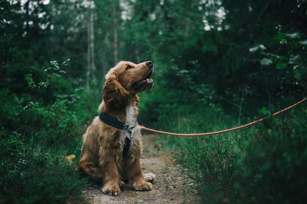 The charity has seen a 24% increase in people getting in touch about giving up their pets.