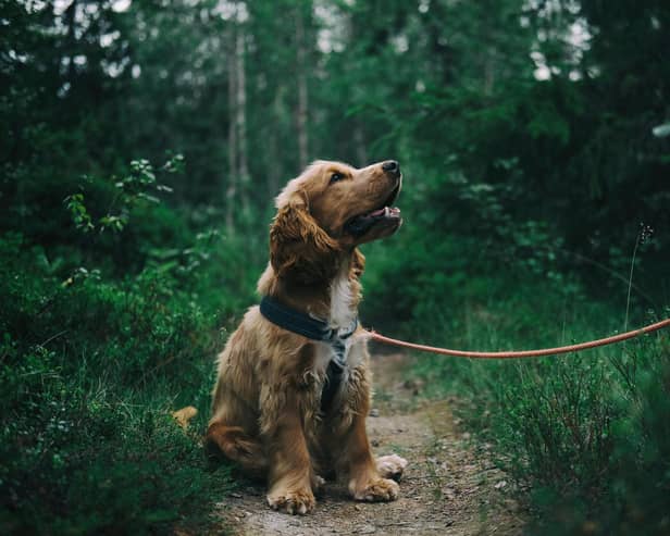 The charity has seen a 24% increase in people getting in touch about giving up their pets.
