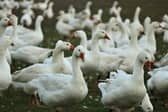 Cases of dead waterfowl, birds of prey or five or more dead wild birds found in the same place should be reported.​​​​​​​