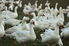 Cases of dead waterfowl, birds of prey or five or more dead wild birds found in the same place should be reported.​​​​​​​